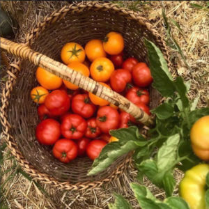 Earth Dance Farm, CSA, Community Supported Agriculture, Farm, Produce, Organic, Sustainable, local, food, farm to table, farm to school, herbs, honey, beekeeping, visits, eggs, pastured chickens, foodie, fresh, heirloom, vegetable, mushrooms, berries, fruit, yurt, biodynamic, heritage, breeds, crop rotation, cover crops, compost, land stewardship project, field to work, rural life, WOOF, living off the land, tiny house, fish emulsion, foliar food, green manure, companion planting, internships, farm fresh, alternative energy, footprint, wind power, solar power, lacavore, vegan morganic, pesticide free, non GMO, no herbicides, chemical free, no till, greenways, headlands, filter strips, grain, hay, neighborhood, delivery, boxed food, nourish, flavor, healthy, shares, full, half, single, flex, winter, spring, fall, summer, bushel, family, recipes, asparagus, beans, broccoli, raab, Brussel sprouts, cabbage, carrots, cauliflower, celeriac, sweet corn, popcorn, cucumber, eggplant, fennel, garlic, kohlrabi, leeks, onions, parships, peas, bell, peppers, hot, potatoes, pumpkins, rhubarb, squash, tomatoes, zucchini, arugula, boc choy, lettuce, mizuna, mustard, tatsoi, kale, spinach, swiss chard, Spring Valley, Minnesota, St. Paul, Minneapolis, Twin Cities, Austin, Highland Park, Lakeville, Merriam Park, St. Louis Park, Uptown, Hiawatha, Longfellow, Como, Norm the farmer