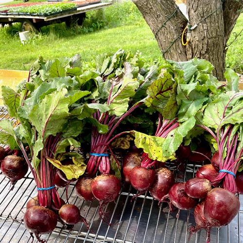 2024 Summer CSA Box #5