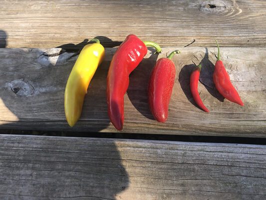 2025 Summer CSA Box #18