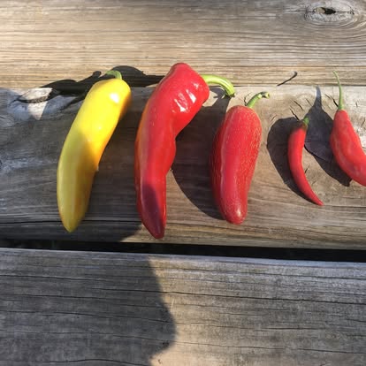 2026 Summer CSA Box #16